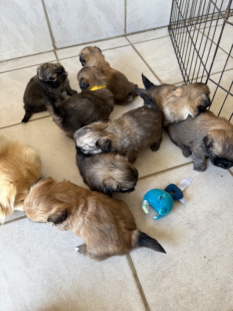 Chiots juin 2025