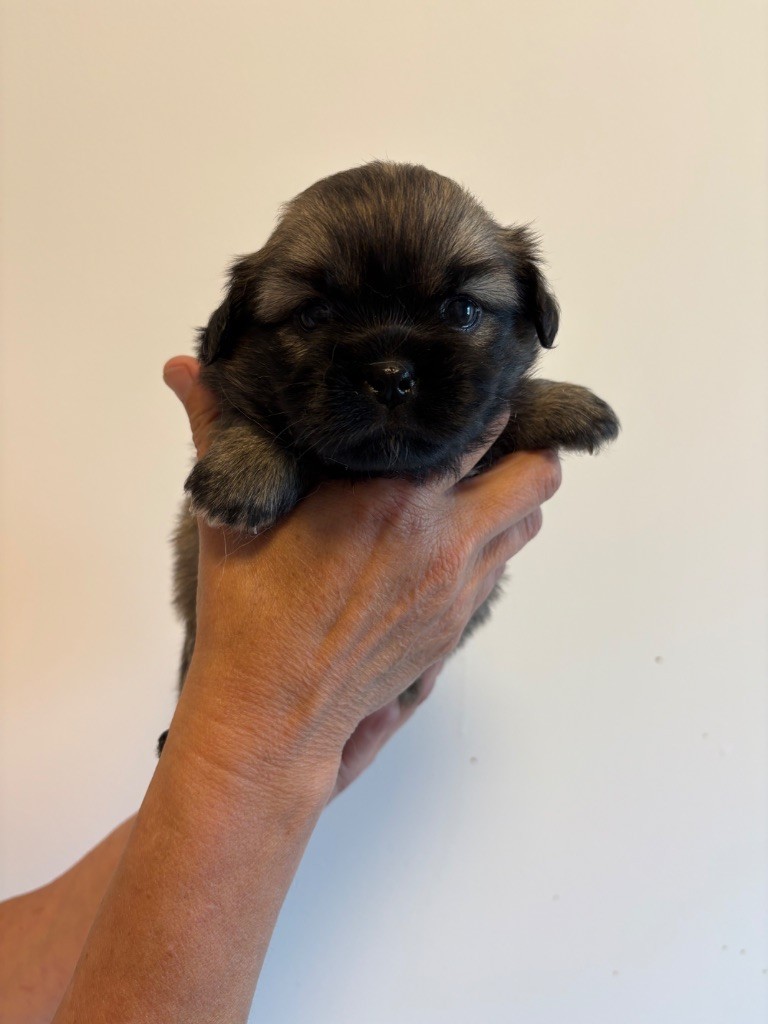 du houang-ho - Chiots disponibles - Epagneul tibetain