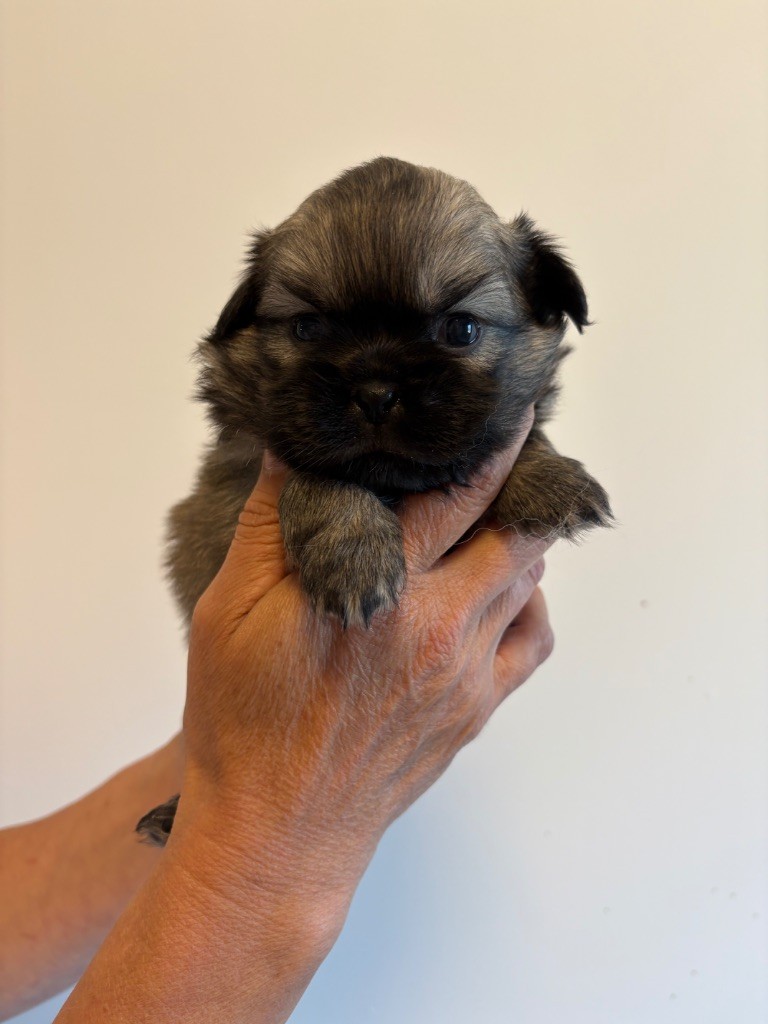 du houang-ho - Chiots disponibles - Epagneul tibetain