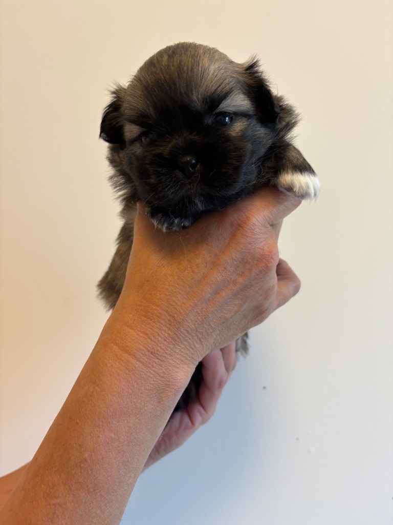 du houang-ho - Chiots disponibles - Epagneul tibetain