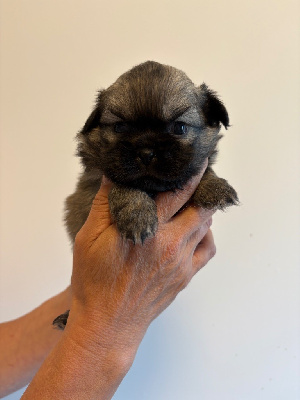 CHIOT 3