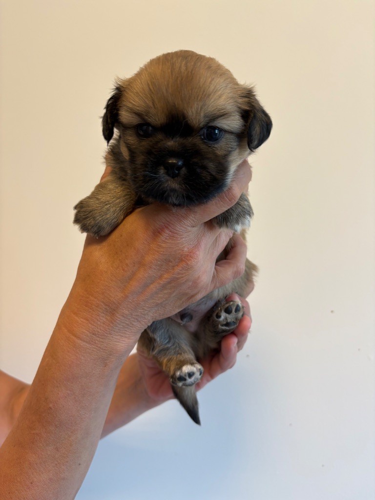 du houang-ho - Chiots disponibles - Epagneul tibetain